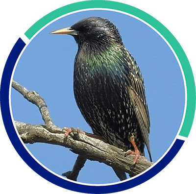 control de palomas | Control de Plagas