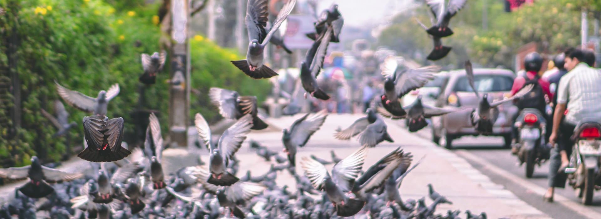 control de palomas | Control de Plagas