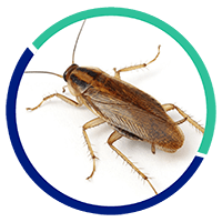 desinfección cucarachas | Control de Plagas