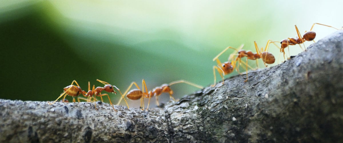 empresa fumigar hormigas precio | Control de Plagas