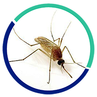 desinsectación mosquitos | Control de Plagas