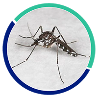 desinsectación mosquitos | Control de Plagas