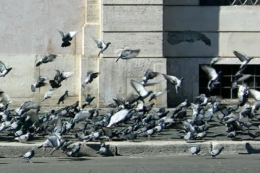 empresa de fumigación en Mallorca | Control de Plagas Mallorca empresa de fumigación en Mallorca | Control de Plagas